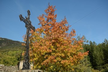 Maple autumn  Dompnac  Ardèche  France