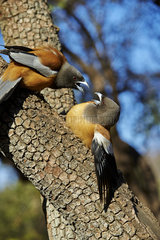 Rufous Treepies on a branch - Ranthambore India