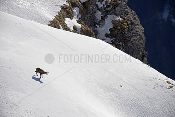 Chamois (Rupicapra rupicapra) traversing a snowy hillside in the Alps