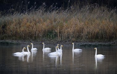 Whooper Swan (Cygnus Cygnus)  24 November 2015  Sauer Delta  Munchhausen  Nature Reserve of Delta Sauer  Alsace  France