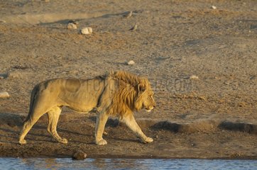 Lion (Panthera leo) - Male at a waterhole in the evening. Etosha National Park  Namibia.