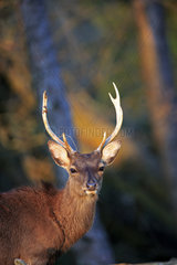 Portrait of Sika deer in the evening near the forest - France