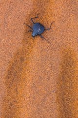 Long-legged darkling beetle (Stenocara dentata)  Namib Naukluft National Park  Namibia  Africa