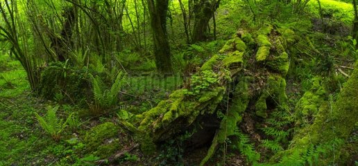 Chestnut forest  Oñati  Gipuzkoa  Basque Country  Spain  Europe