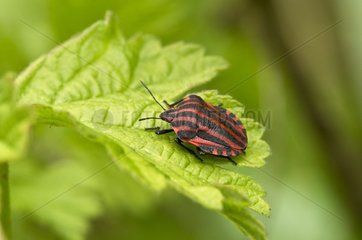 Striped Shield Bug (Graphosoma lineatum) on leaf. Denmark in May