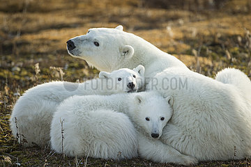 Polar bears resting on bare tundra - Hudson Bay Canada