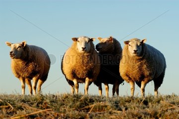 Moutons en Hollande Pays-Bas