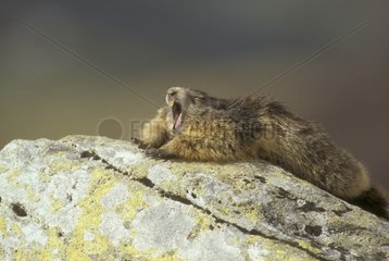 Alpine marmot stretching and yawning Vanoise NP France
