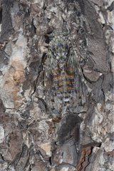 Cicada on a trunk
