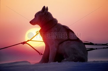 Husky at the midnight sun Boothia