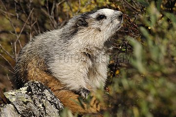 Hoary marmot watching around Alaska