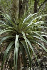 Ananas sauvage épiphyte en forêt xérophile Guadeloupe