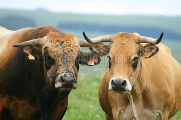 Aubrac cow and bull Aubrac Lozère Fance
