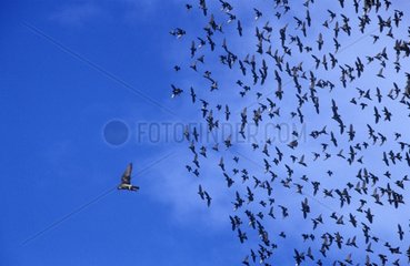 Group of Common starlings chasing out a falcon Europe
