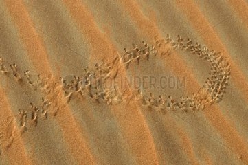 Traces of insects in the dunes United Arab Emirates]