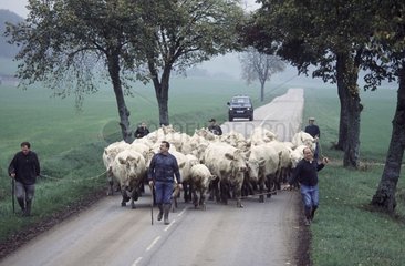Züchter leiten eine Herde von Charolais auf einer Straße