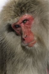 Japanese macaque Honshu Japon