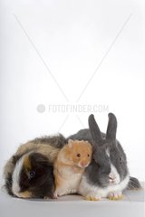 Three common species of domestic Rodents
