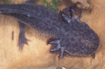Porträt einer Axolotl