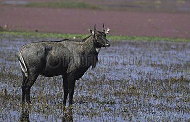 Nilgai with legs in water