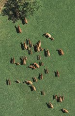 Air shot of Prim'Holstein herd in meadow