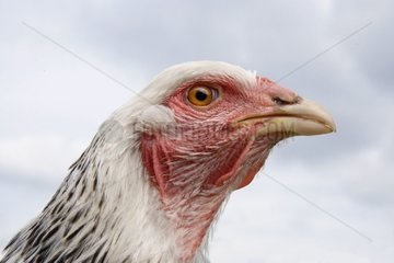 Portrait of a Brama hen