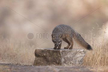 Island Fox watching on a rock Channel Islands National Park