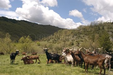 Troupeau de Chèvres du Rove ruminant après pâture France
