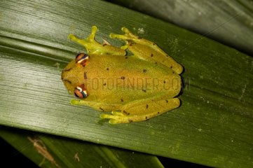 Treefrog on a leaf French Guiana