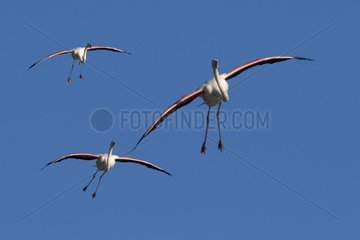 Pink Flamingo Camargue France Regional Park