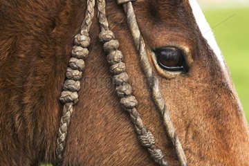 Horse head with craft bridle Hacienda Yanahurco Ecuador