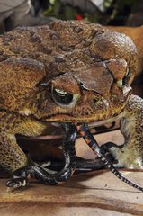 Cane toad eating a short-ground snake French Guiana