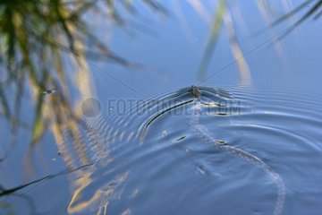 Snake swimming in a lake at spring Anatolia Turkey