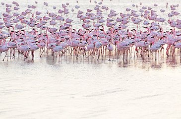 Flamingos  Salinas  Walvis Bay  Namibia  Africa