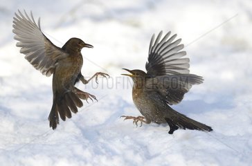 Blackbirds (Turdus merula) fighting  20 January 2016  Northern Vosges Regional Nature Park  declared a World Biosphere Reserve by UNESCO  France