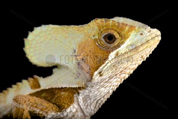 Casque-headed lizard (Corytophanes hernandezii) male  Mexico
