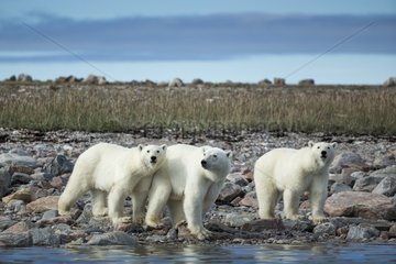 Polar Bear (Ursus maritimus) walking with second- year cubs along rocky coastline of Hudson Bay near Arctic Circle  Repulse Bay  Nunavut Territory  Canada