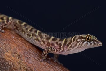 The tiny  dwarf gecko species  Island Least Gecko (Sphaerodactylus sputator) is endemic to the Lesser Antilles in the Caribbean. Saint Eustasius