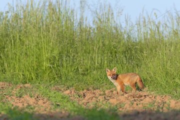 Red Fox (Vulpes vulpes) on Maize Field  Hesse  Germany  Europe