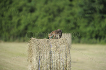 Red Fox on a haystack - Lorraine France