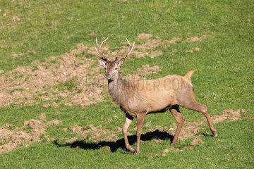 Young male red deer in the grass in spring - France