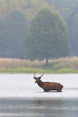 Red deer in pond  Saxony  Germany  Europe