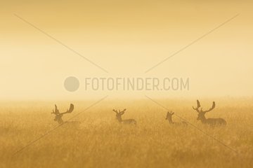 Fallow Deers (Cervus dama) on misty morning at sunrise  Hesse  Germany  Europe