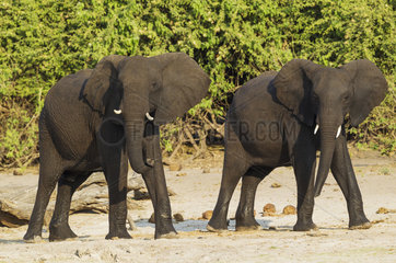 African Elephant on the Chobe river bank - Botswana