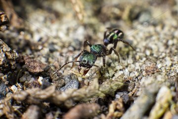 Small green ant (Rhytidoponera metallica) with grain of sand in jaws  Australia