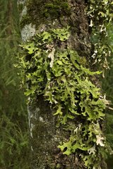 Lung Lichen  Tree lungwort (Lobaria pulmonaria). Småland Sweden in August