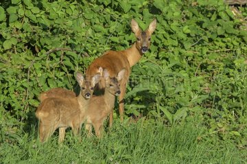 Western Roe Deer (Capreolus capreolus) in Meadow  Doe with Fawn  Hesse  Germany  Europe
