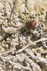Beetle  Agonum sexpunctatum. Holtug Kridtbrud  Denmark in June