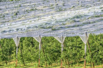 Apple orchards with anti- hail nets and anti- moth   anti- insect pest management method   without insecticides   Haute-Savoie   France