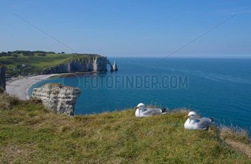 Herring Gull (Larus argentatus). Cliffs at Etretat  Normandy  France
